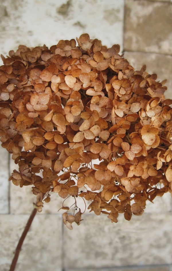 Dried hydrangea